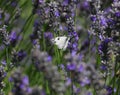 white insect called cabbage butterfly sucking nectar from fragrant lavender flower Royalty Free Stock Photo