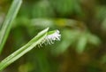 White insect on leaf - Strange insects rare white fur in the forest Royalty Free Stock Photo