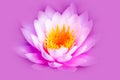 White and intense bright pink lotus flower or water lily with yellow core isolated on a pink purple background Royalty Free Stock Photo