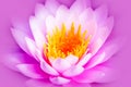 White and intense bright pink lotus flower or water lily with yellow core isolated on a pink purple background Royalty Free Stock Photo