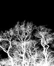 White interlaced branches isolated on black