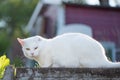 White invalid cat had ear amputated. Kitty is outside in garden