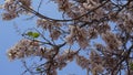 White ipe flowering branches with blue sky in the background. Royalty Free Stock Photo
