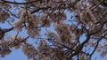 White ipe flowering branches with blue sky in the background. Royalty Free Stock Photo