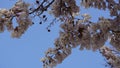 White ipe flowering branches with blue sky in the background. Royalty Free Stock Photo