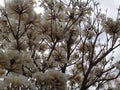 White ipe flowers