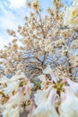White Ipe tree with white flowers Royalty Free Stock Photo