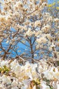 White Ipe tree with white flowers Royalty Free Stock Photo