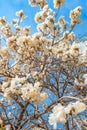 White Ipe tree with white flowers Royalty Free Stock Photo