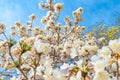 White Ipe tree with white flowers Royalty Free Stock Photo