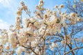 White Ipe tree with white flowers Royalty Free Stock Photo