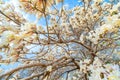 White Ipe tree with white flowers Royalty Free Stock Photo