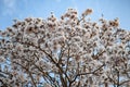 White ipe tree (Tabebuia roseo-alba) in selective focus with many white flowers, Royalty Free Stock Photo