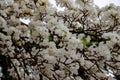 White ipe tree (Tabebuia roseo-alba) in selective focus with many white flowers. Royalty Free Stock Photo