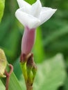 White Ipomoea aquatica flower with green blurry background