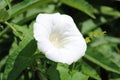 White ipomoea flower in the foreground