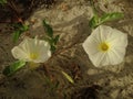 White Ipomoea Pes-caprae (Beach Morning Glory) Blossoming in Sand Dunes.