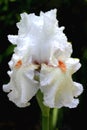 White Iris Royalty Free Stock Photo