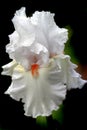 White Iris Royalty Free Stock Photo