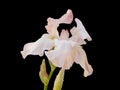 White Iris In Bloom Royalty Free Stock Photo