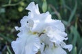 White Iris Bloom Royalty Free Stock Photo