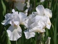 White Iris Blooms on Green Background