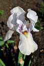 White iris flower blooming, blurry green leaves and soil vertical background Royalty Free Stock Photo