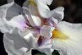 White iris flower blooming, macro close up detail, horizontal background Royalty Free Stock Photo