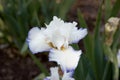 White Iris Flower with blue tips