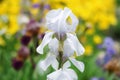 White iris flower in a botanical garden Royalty Free Stock Photo