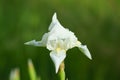 White iris flower close up Royalty Free Stock Photo