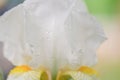 White iris flower close-up on a green background. Macro photo of a flower Royalty Free Stock Photo