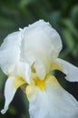 White iris flower close up Royalty Free Stock Photo