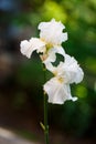 White iris flower close up photo Royalty Free Stock Photo