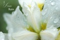 White Iris flower closeup of raindrops and words `I Love Rain` Royalty Free Stock Photo