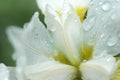 White Iris flower closeup of raindrops after a spring rain Royalty Free Stock Photo