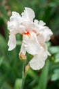 White iris flower covered with drops of water.