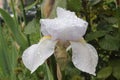 The white iris flower is covered with water droplets after a summer rain. Royalty Free Stock Photo
