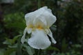 The white iris flower is covered with water droplets after a summer rain. Royalty Free Stock Photo