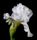 White iris flower in drops of water isolated on black. close-up Royalty Free Stock Photo