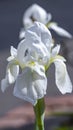 White iris flower head closeup on blurred background Royalty Free Stock Photo