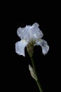 White iris flower isolated on black background Royalty Free Stock Photo