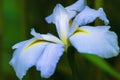 White Iris Flower Royalty Free Stock Photo