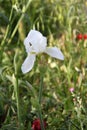 White Iris Flower Plant in The Field Royalty Free Stock Photo
