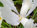 White iris flower with rain drops in garden detail Royalty Free Stock Photo
