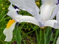 White iris flower with rain drops in garden detail Royalty Free Stock Photo