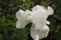 close-up: white iris flower with raindrops sidewise