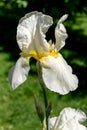 White iris flower in a summer sunny garden. Royalty Free Stock Photo