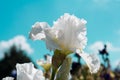 White iris Royalty Free Stock Photo