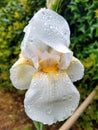 White Iris Flower Wet with Drops after Rain Royalty Free Stock Photo